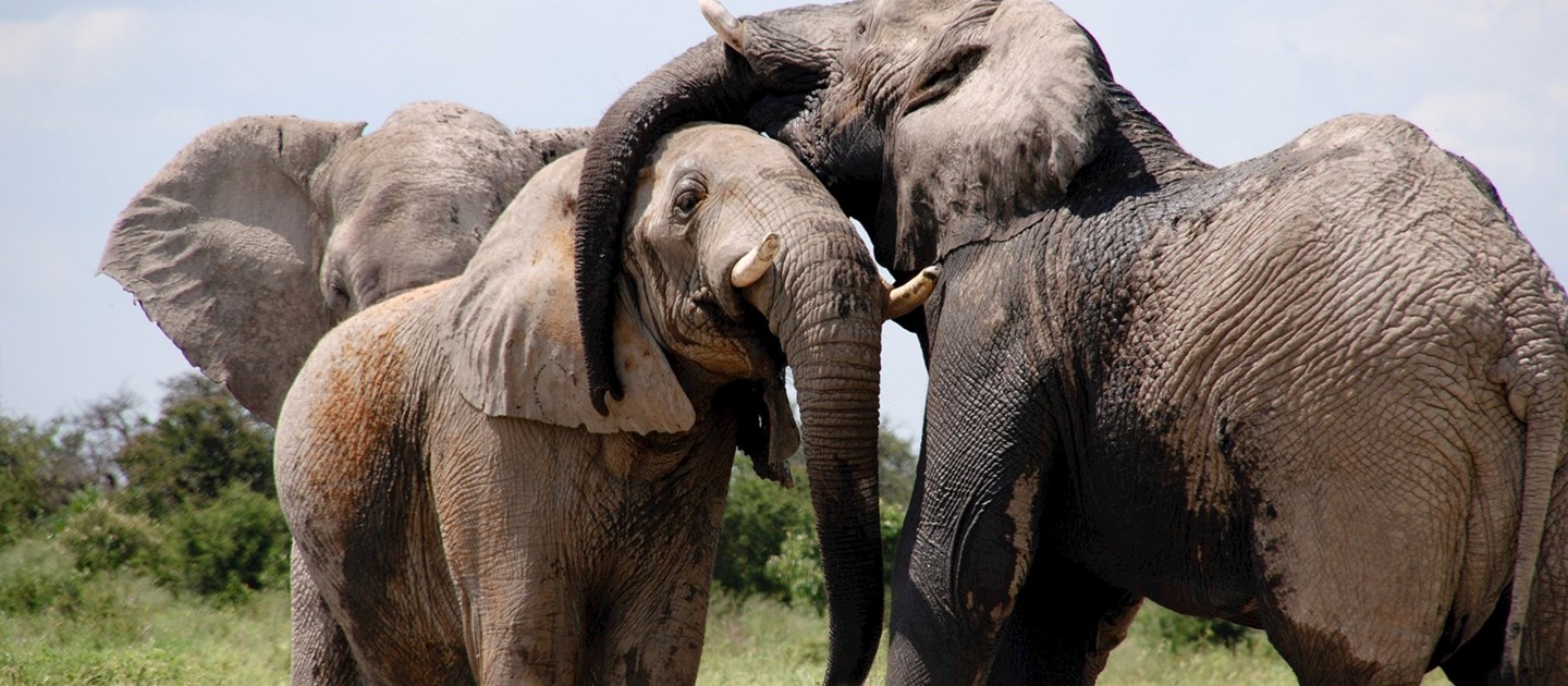 African Safari - Elephant
