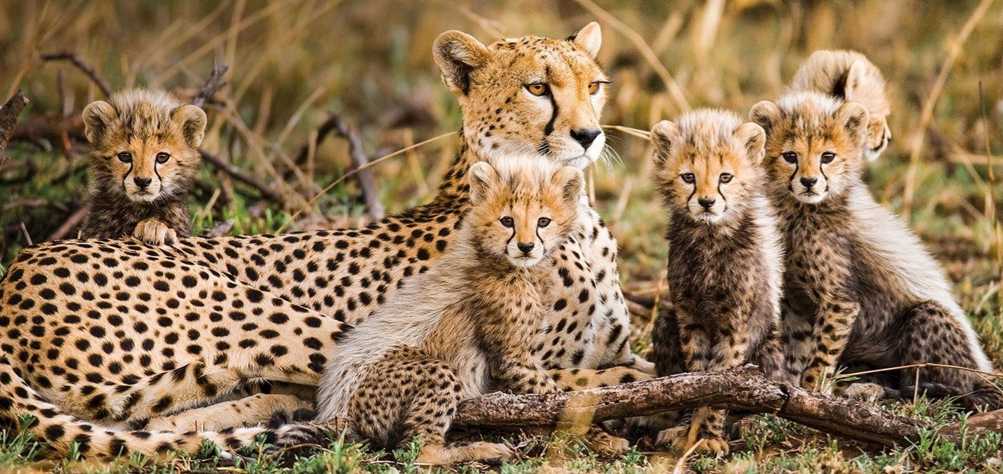 Hero cheetah family